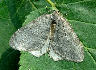 November Moth